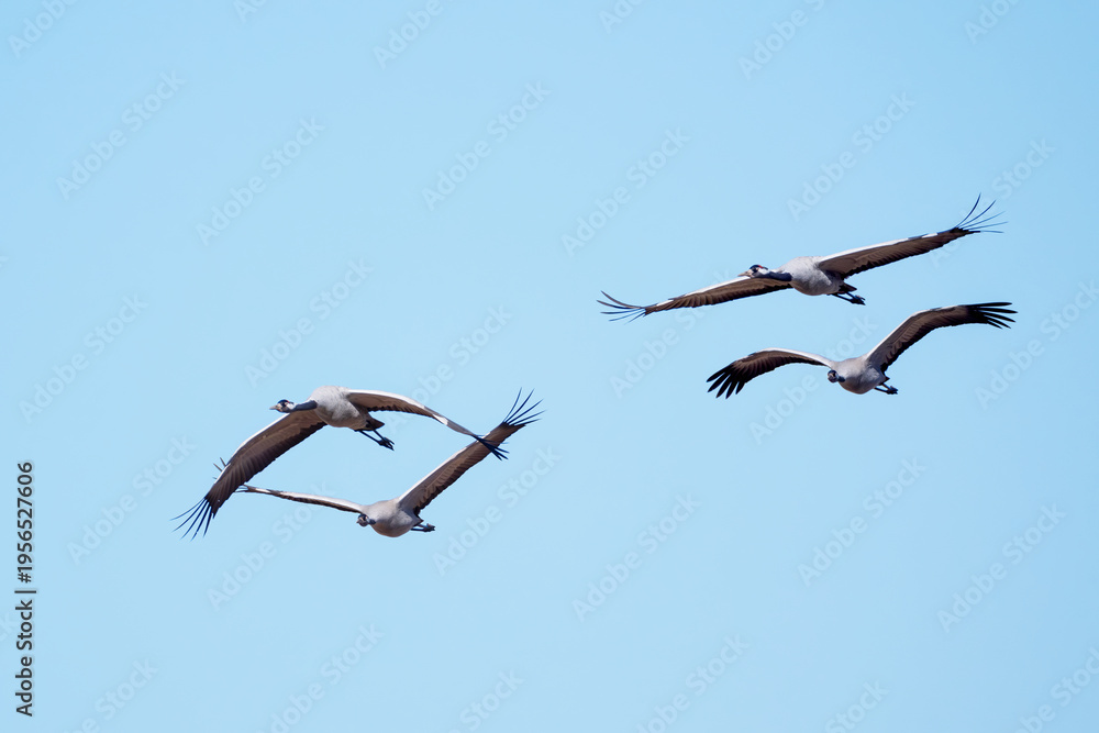 Fototapeta premium Żurawie w locie.