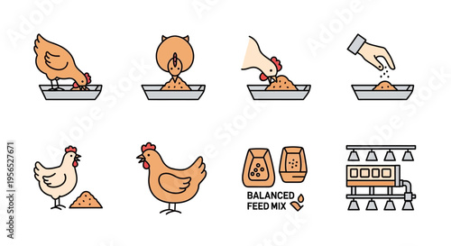 A detailed, colorful set of vector icons displaying various steps and elements related to chicken feeding, including actions like eating, providing feed, and the equipment involved in the mo