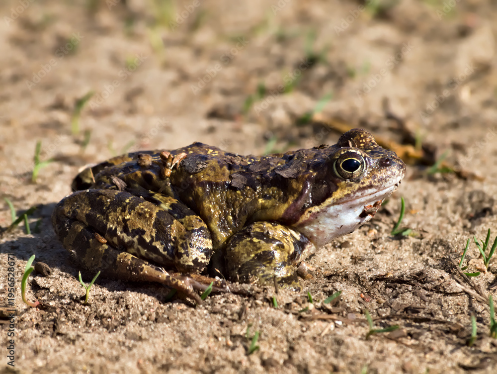 Obraz premium common spadefoot