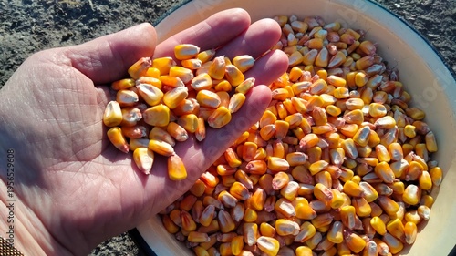 Hand holding yellow corn kernels over bowl of dried maize grains