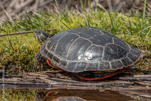 red  western painted turtle 