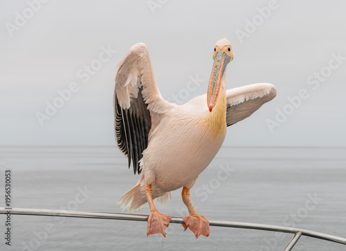 Wallpaper Mural A Great white pelican on a boat rail in Walvis Bay, Namibia, Africa Torontodigital.ca
