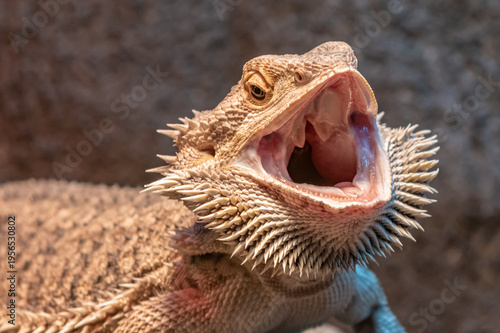 close up of bearded dragon. 
