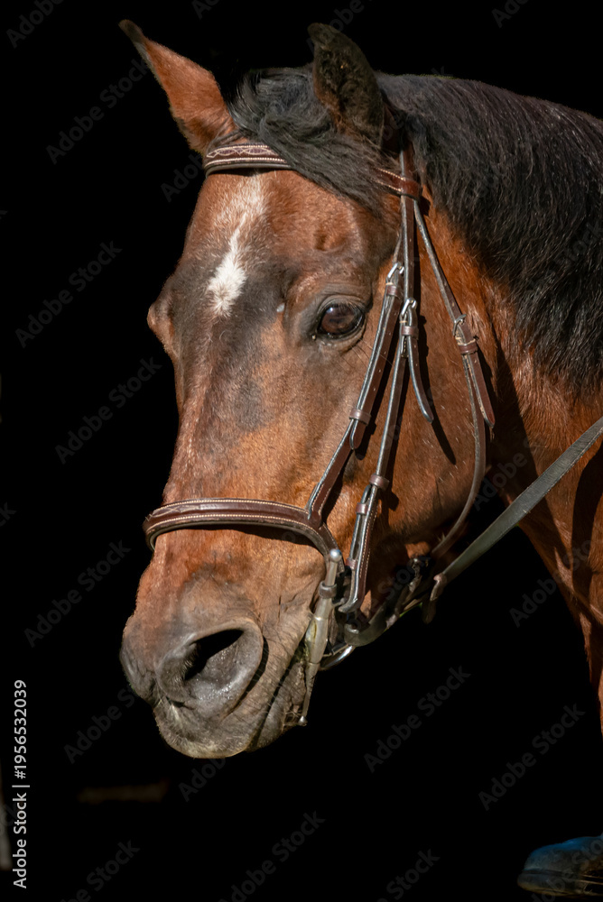 Fototapeta premium portrait of a horse