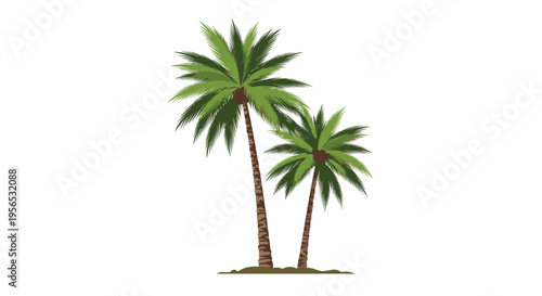 Two tall green palm trees growing on a small patch of ground isolated on a white background for tropical and beach vacation themes.