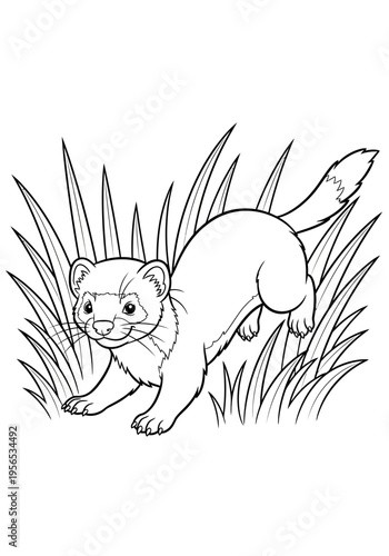 A small weasel standing in the grass