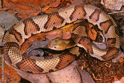 Copperhead, Agkistrodon contortrix