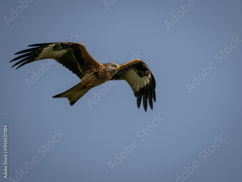 Male Red Kite bird in flight
