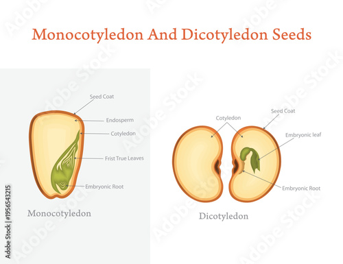 Canvas Print Monocotyledon vs Dicotyledon Seed Structure Comparison Diagram Labelled Plant Biology Educational Illustration