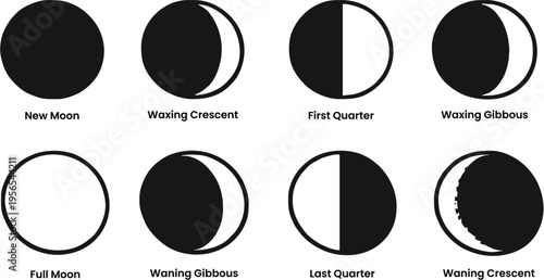 Detailed vector illustration charting the comprehensive sequence of the moon's eight distinct phases, from its new state to full and waning, clearly depicting the lunar cycle