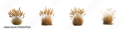 Small clumps of dry grass or reeds isolated on transparent background