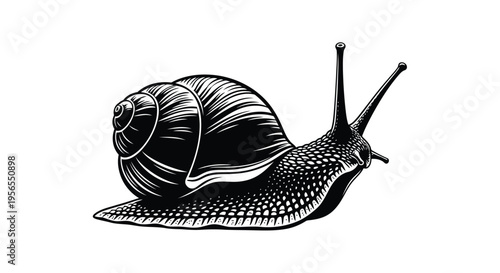 Detailed black and white line drawing of a snail moving slowly on a in a vector style flat design isolated on white background
