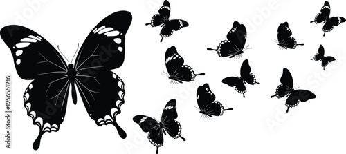 WebBlack butterfly silhouettes flying in a group, monarch insect vector illustration isolated on white background for nature and spring design.