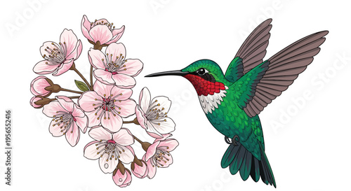 Hummingbird sipping nectar from pink cherry blossoms in flight, colorful flat illustration isolated on white background