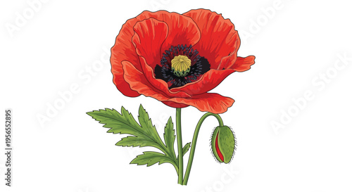 A vibrant red poppy flower with green leaves and bud on , flat illustration isolated on white background