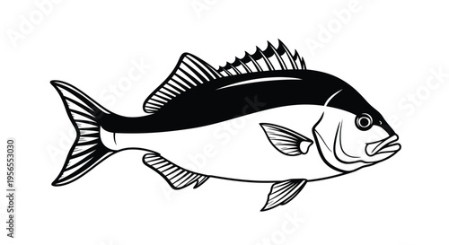 Black and white illustration of a tuna fish swimming on a isolated on white background