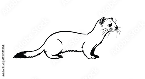 Black and white ferret standing on , simple line drawing isolated on white background