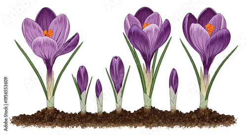 Purple crocus flowers growing in soil flat design isolated on white background