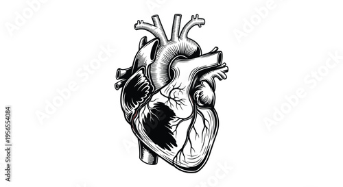 Anatomical heart illustration with detailed veins and arteries silhouette