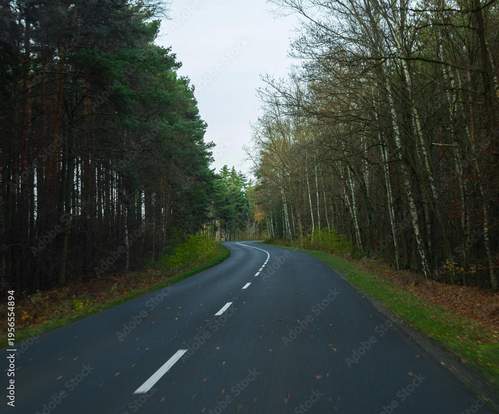 Obraz premium A long empty road among tall forest trees