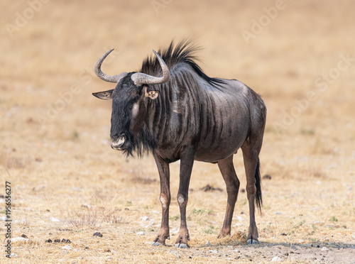 Wallpaper Mural Blue Wildebeest in grasslands in Etosha National Park, Namibia, Africa Torontodigital.ca