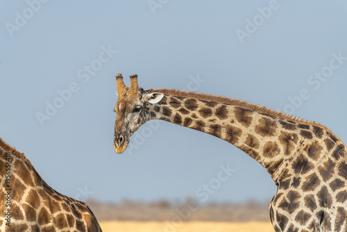 Wallpaper Mural The head and Neck of a giraffe against a blue sky in Etosha National Park, Namibia, Africa Torontodigital.ca
