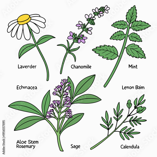 Medicinal herbal plant collection with botanical labels illustration