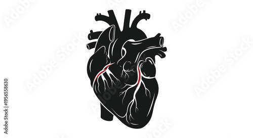 Anatomical heart illustration with a striking black silhouette
