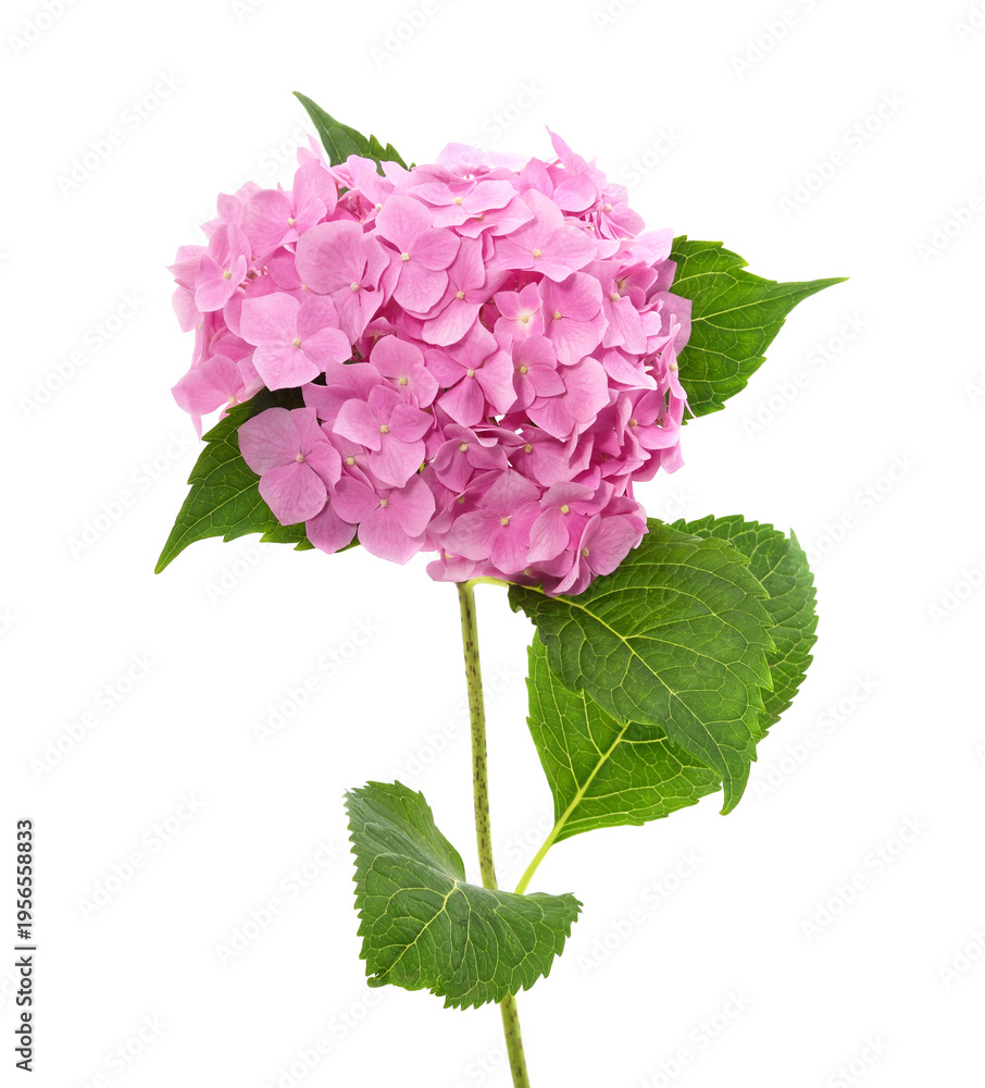 Fototapeta premium Beautiful pink hydrangea flower isolated on a white background.