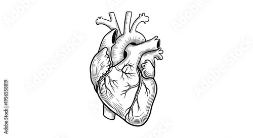 Detailed anatomical heart illustration with intricate vessels a striking silhouette