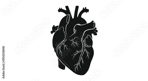 Detailed anatomical heart illustration in stark black silhouette