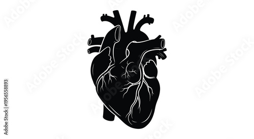 Anatomical heart illustration with detailed vessels a striking silhouette