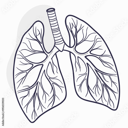 Human lungs anatomical line art illustration on white background