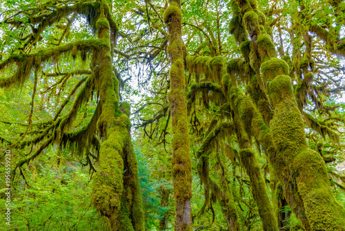 Принти на полотні Looking up at towering tree trunks completely enveloped in thick green moss in the Hoh Rain Forest