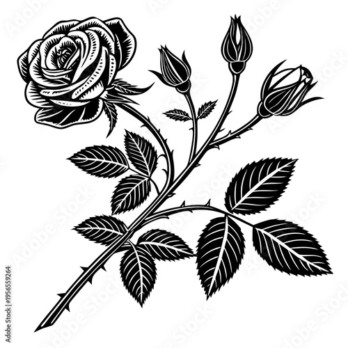Black and white engraved rose illustration with blooming flower and buds