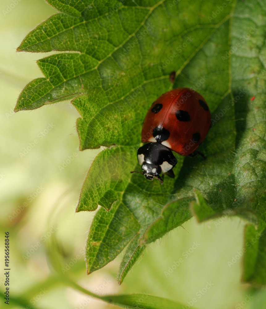 Obraz premium ladybird on a leaf