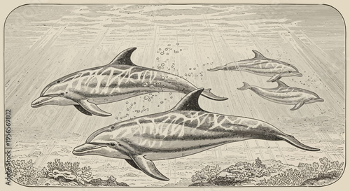 Vintage Engraving Illustration of Dolphins Swimming Underwater