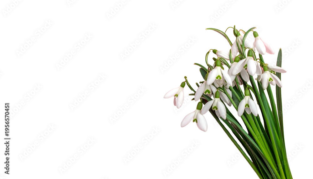 Fototapeta premium Delicate white snowdrop flowers against a stark black background, spring blooms