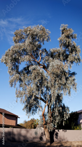 Evergreen Red Ironbark tree, Eucalyptus sideroxylon, with somewhat droopy canopy often found along xeriscaped roadsides in Phoenix, Arizona