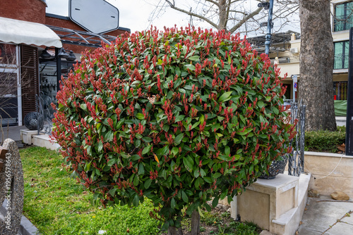 Εκτύπωση καμβά a perfectly spherical topiary photinia shrub, featuring vibrant red new growth tips over dense green waxy foliage, situated in an urban garden bed under bright natural light
