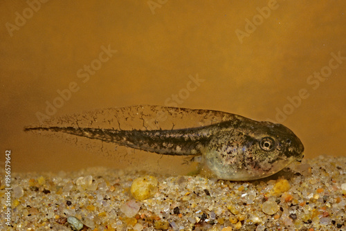 Tadpole of the Illinois Chorus frog, Pseudacris illinoensis.