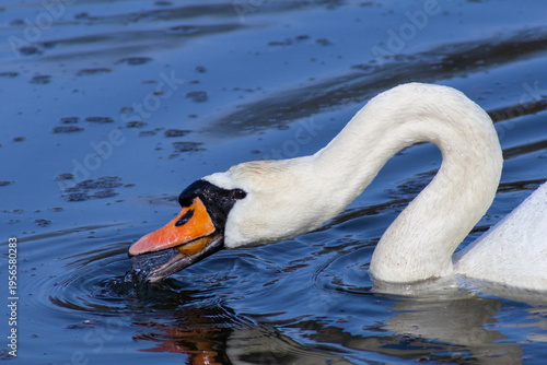 Mute Swan Dipping Its Beak into Water — Close-Up of Feeding Behavior with Ripples and Feather Detail