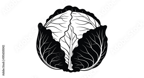 A detailed black and white illustration of a cabbage head showcasing intricate leaf patterns as a striking silhouette high quality professional
