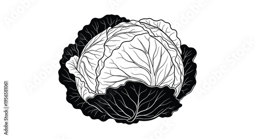 A detailed black and white illustration of a cabbage with intricate veining and leaf textures presented as a silhouette high quality