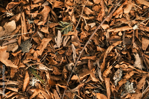 Obraz na plátně Top-down view of dry brown autumn leaves and twigs on the forest floor