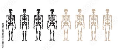 Human Skeleton Anatomy Diagrams Isolated on White Background for Medical and Educational Purposes.