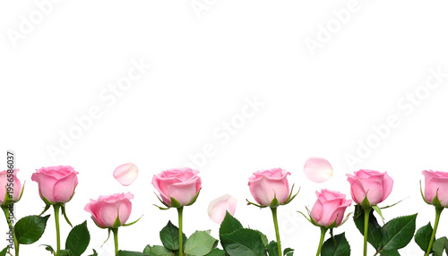 A row of pink roses with green stems and leaves, set against a black backdrop
