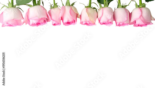 Close-up of seven pink roses in a row, with green stems and black background