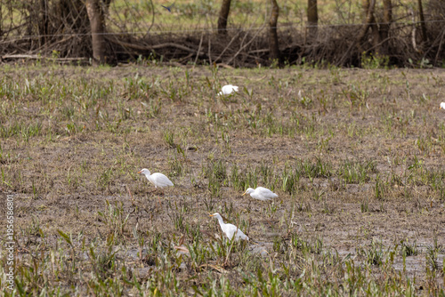 Vászonkép Cattle egrets foraging in a muddy wetland field