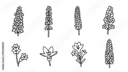 Collection of Hand Drawn Floral Line Art Elements: Lavender and Bell Flowers